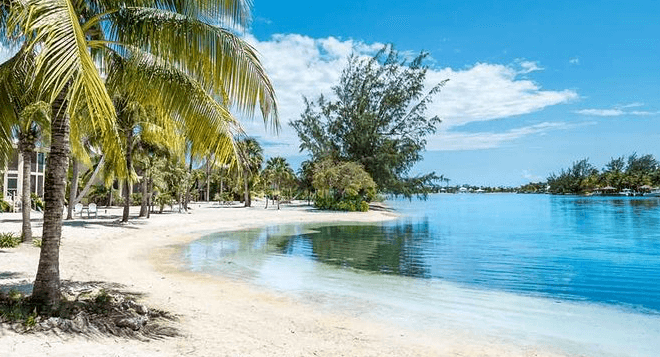 beach palm trees